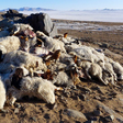 Mongolia on disaster alert as over 500,000 livestock frozen to death