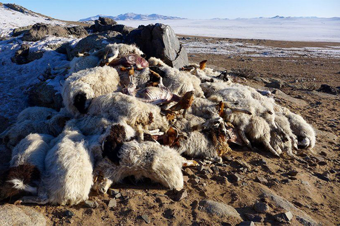 Mongolia on disaster alert as over 500,000 livestock frozen to death