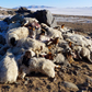Mongolia on disaster alert as over 500,000 livestock frozen to death
