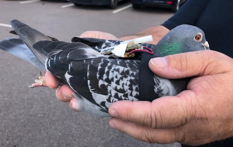 Pigeons were the most popular choice for message delivery [MyModernMet]