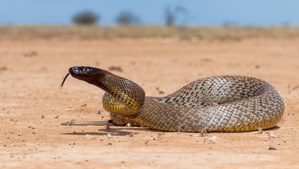 Inland Taipan [AustralianGeographic]