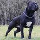 Amstaff dog [Shutterstock/Eve Photography]