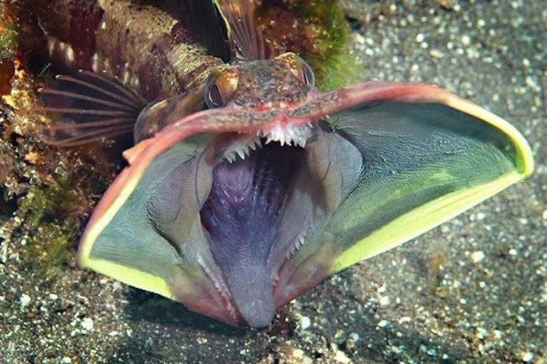 Sarcastic fringehead [FactAnimal]