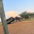 The elephant terrified tourists [Twitter/@Sgoloza007]