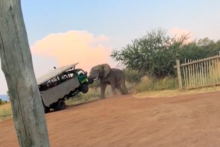 The elephant terrified tourists [Twitter/@Sgoloza007]