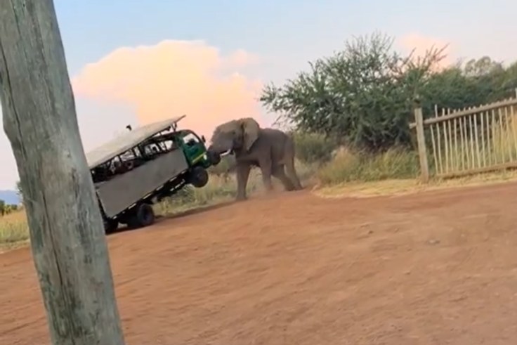 The elephant terrified tourists [Twitter/@Sgoloza007]