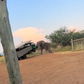 The elephant terrified tourists [Twitter/@Sgoloza007]