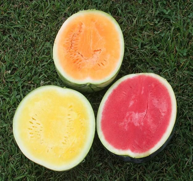 Watermelons can grow in different colours [UniversityofKentucky]