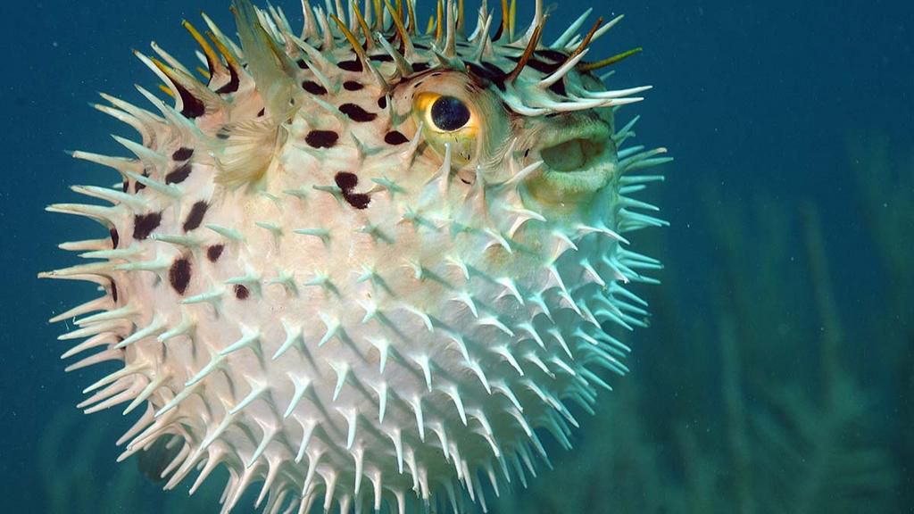 Pufferfish [Scuba]