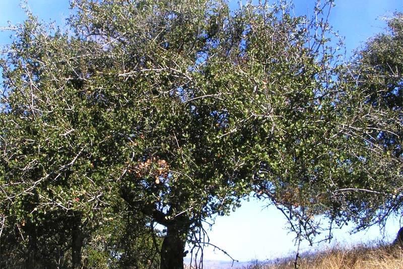 Jurupa Oak [GoTreeQuotes]