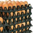 Crates of eggs
