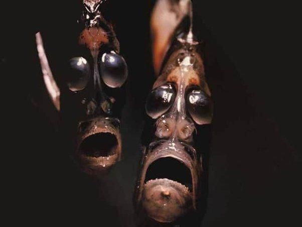 Hatchetfish [Quora]