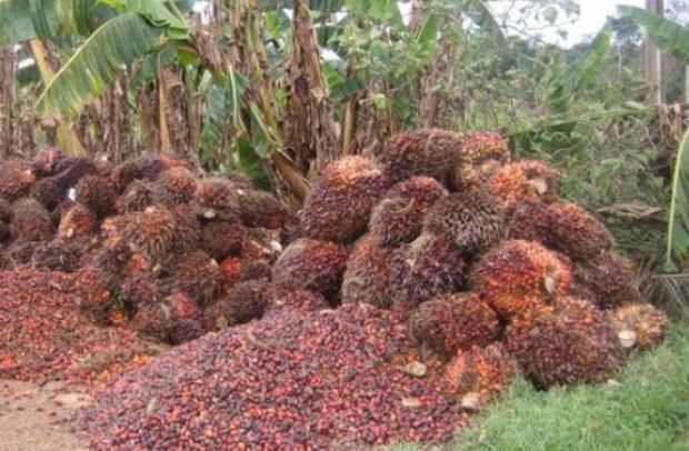 Oil palm