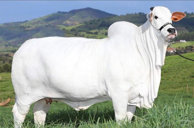 The world's most expensive cow [X/interestingfact]
