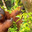 It's the first time an orangutan has been observed to do something like this [Shutterstock]
