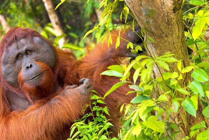 It's the first time an orangutan has been observed to do something like this [Shutterstock]