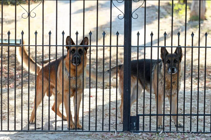 Members of the public have been called to leash their dogs during census