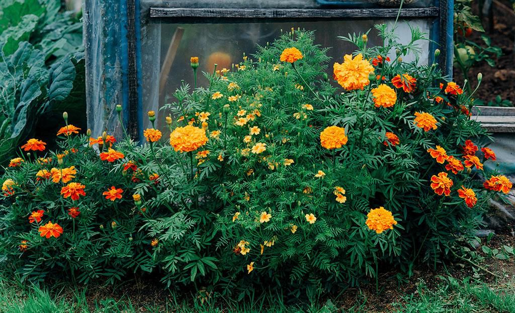 Marigold [Mosaic Lille]