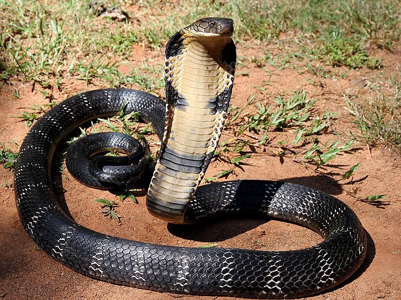 King Cobra [Wikipedia]