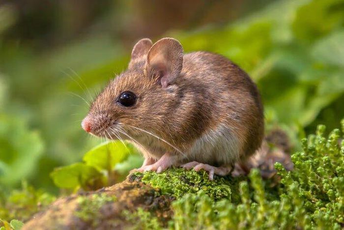 They want to kill over a million mice in South Africa [Shutterstock/Rudmer Zwerver]