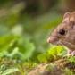 They want to kill over a million mice in South Africa [Shutterstock/Rudmer Zwerver]