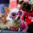 Stock image of a dog wearing sunglasses.REUTERS/Mike Blake