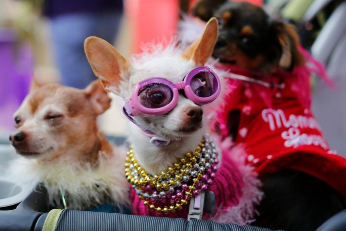 Stock image of a dog wearing sunglasses.REUTERS/Mike Blake