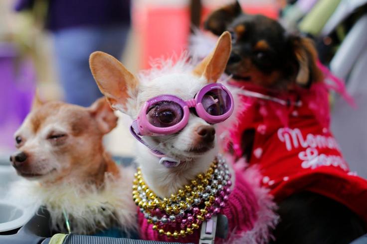 Stock image of a dog wearing sunglasses.REUTERS/Mike Blake