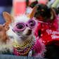 Stock image of a dog wearing sunglasses.REUTERS/Mike Blake