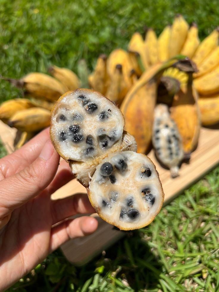 Wild bananas [Pinterest]