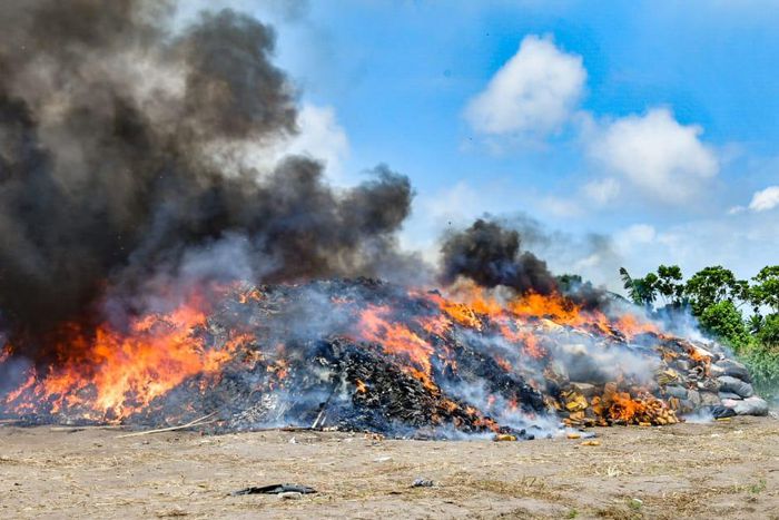 NDLEA burns over 3 tonnes of cannabis in Edo forests