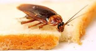 Cockroaches contaminate food [TheHealthSite]