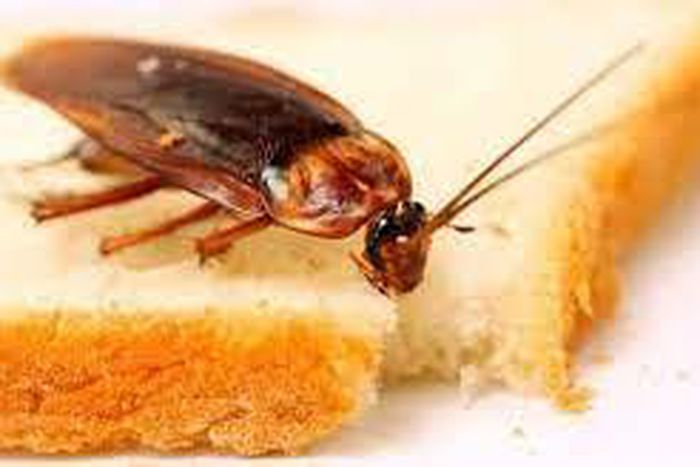 Cockroaches contaminate food [TheHealthSite]