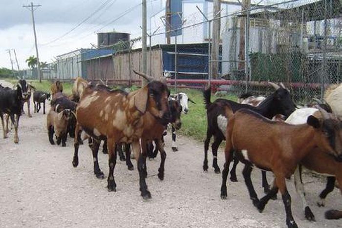 Goats [Ships and Ports]