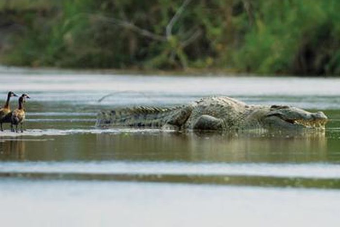 Gustave the crocodile [National Geographic/Martin Best]