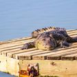 Crocodile [Shutterstock]