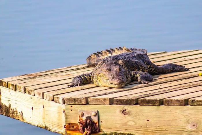Crocodile [Shutterstock]