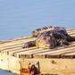 Crocodile [Shutterstock]