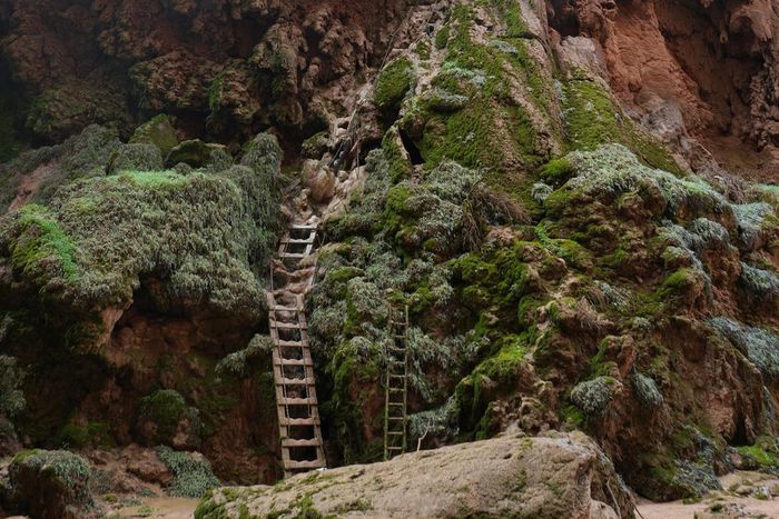 We descended down moss-covered wooden ladders to get to Mooney Falls.Bernadette Rankin