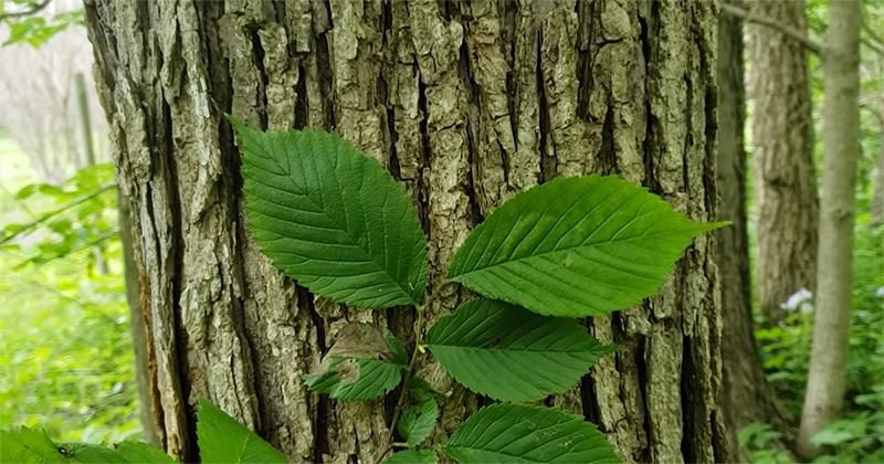 Slippery elm [PurdueAgriculture]