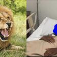 Brave husband and wife hospitalised after defeating wild lion in an attack