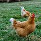 Chicken [Difference Between]