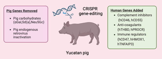 Illustration of the genetic modifications of humanised pigs and their potential impact on the xeno-immune response [MGH]