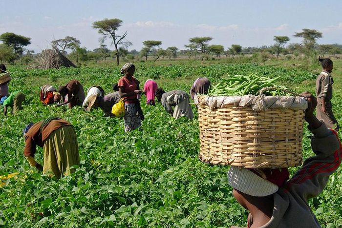 Agriculture in Nigeria [TheGuardianNigeria]