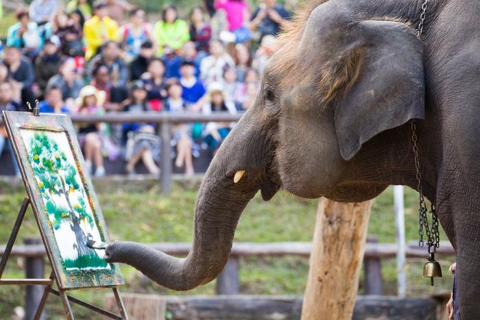 These animals can create art [Grunge]