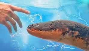 Electric eel [PetMojo]