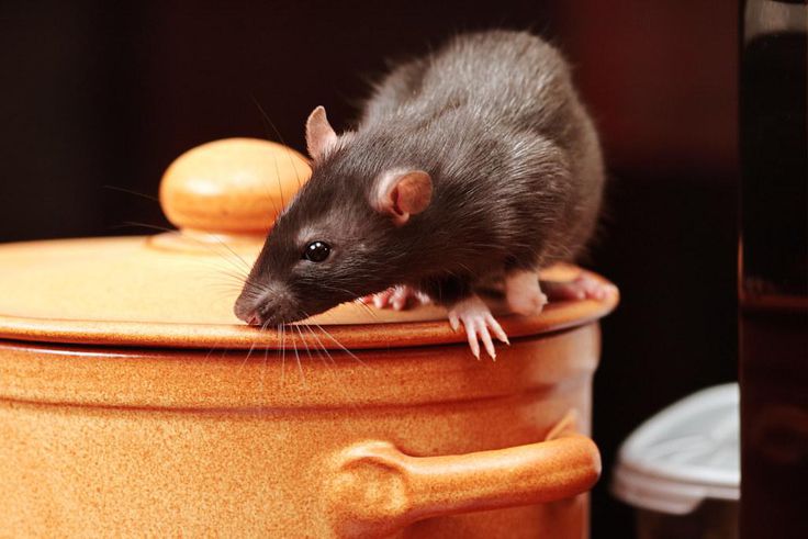 An image of a rat in kitchen ( source:  Igor Norman - Fortolia)
