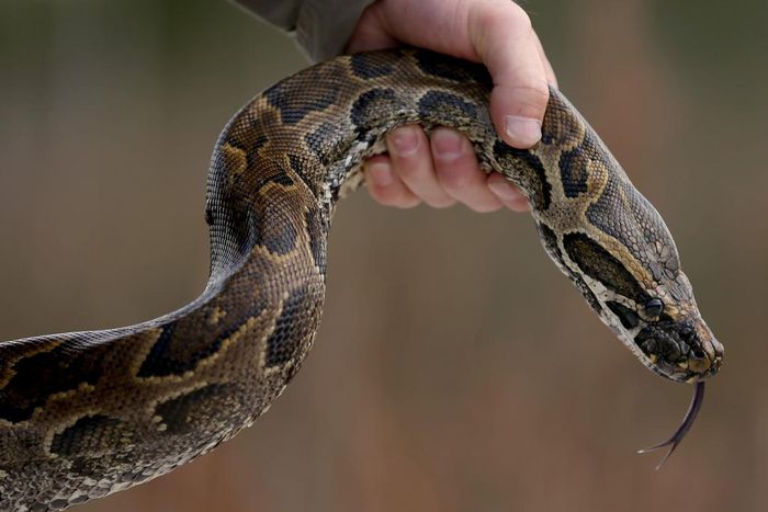 Pythons have invaded the Florida Everglades and proven a formidable invasive species that may never be fully eradicated.Getty/Joe Raedle