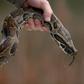 Pythons have invaded the Florida Everglades and proven a formidable invasive species that may never be fully eradicated.Getty/Joe Raedle