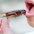 People eat cockroaches in many parts of the world [iStock]